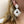 Load image into Gallery viewer, Beaded White &amp; Gold Flower Earrings
